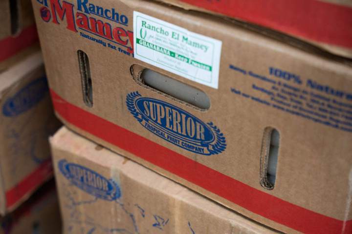 Wholesale Mamey Orlando