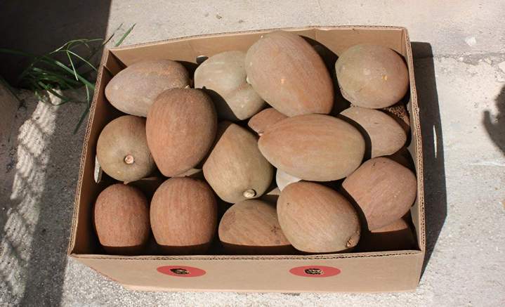 Mamey a Granel Orlando
