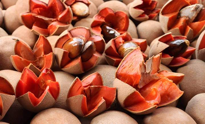 Wholesale Mamey Orlando